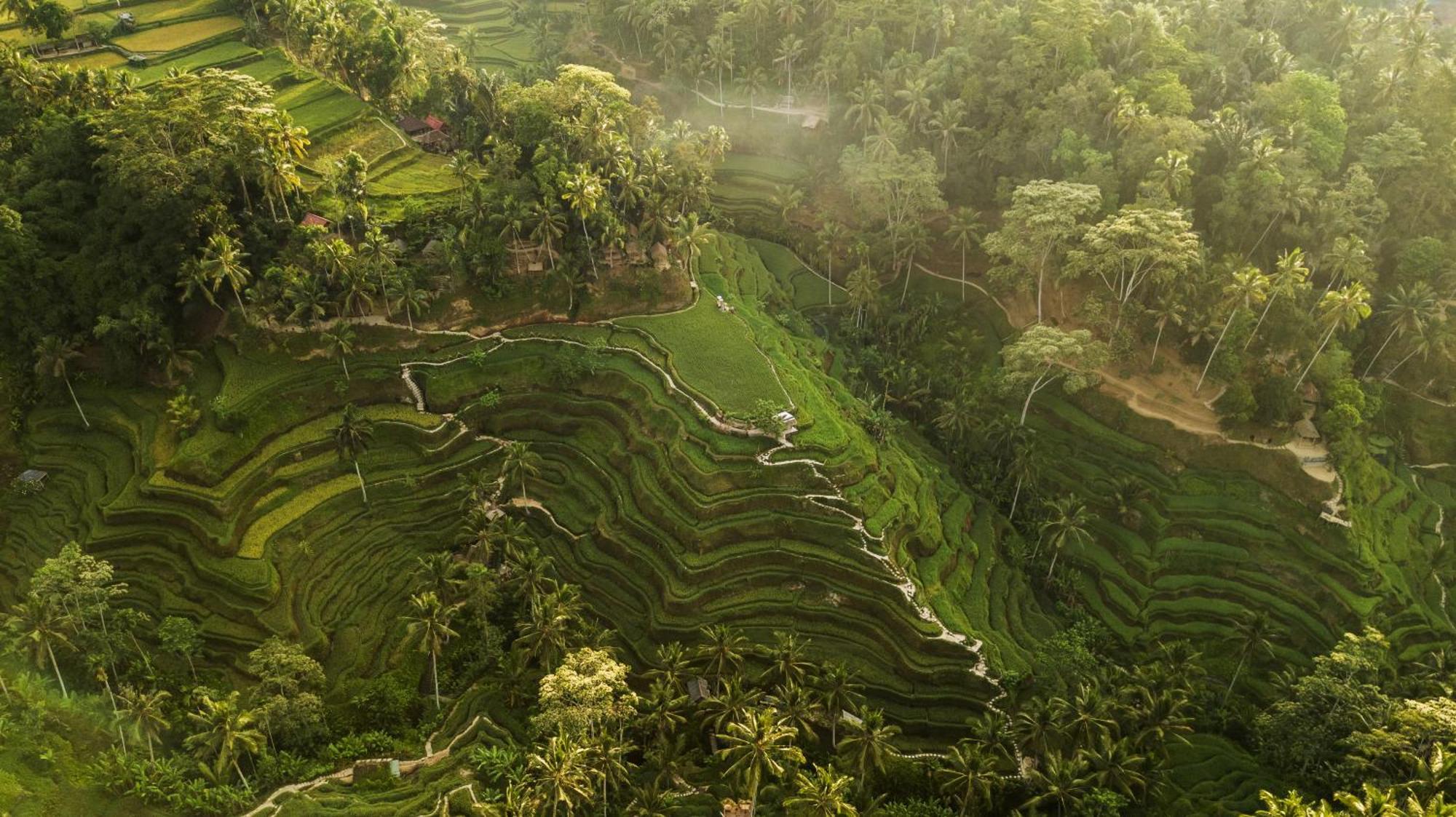 Alankara & Ubud By Mahaprana